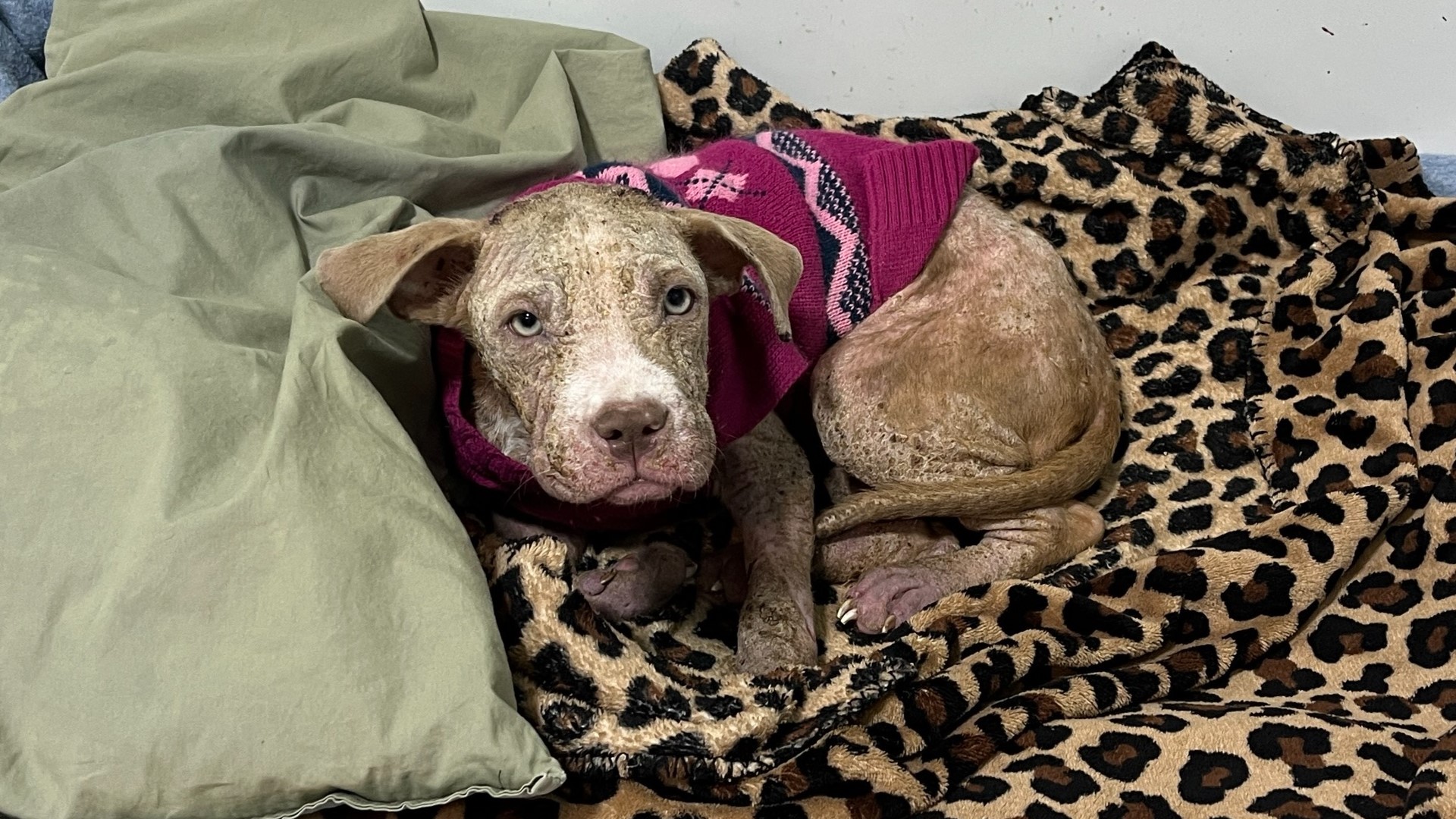 The puppy was named Quinn and is being treated for mange and parasites after it was thrown over the fence of the county dog warden's office.