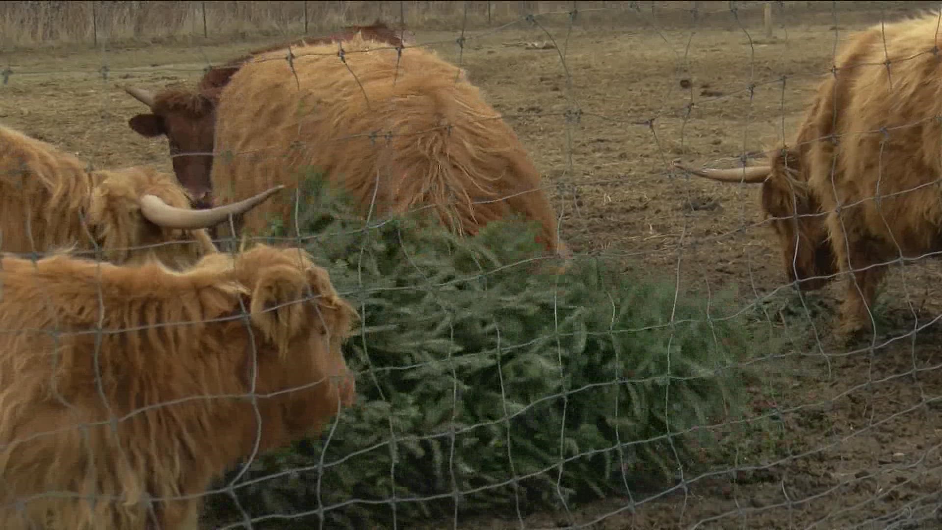 Multiple area organizations will take either old lights or live Christmas trees and keep them from going to the dump.