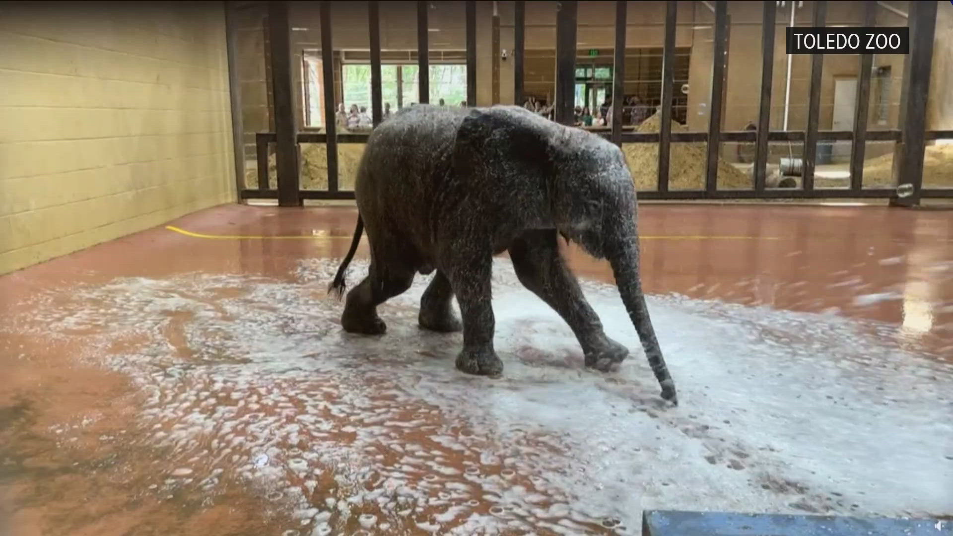 Zoo representatives tell us the 7-month-old African Elephant Kirkja loves bubbles, snacks and spending time with her mom, Renee.