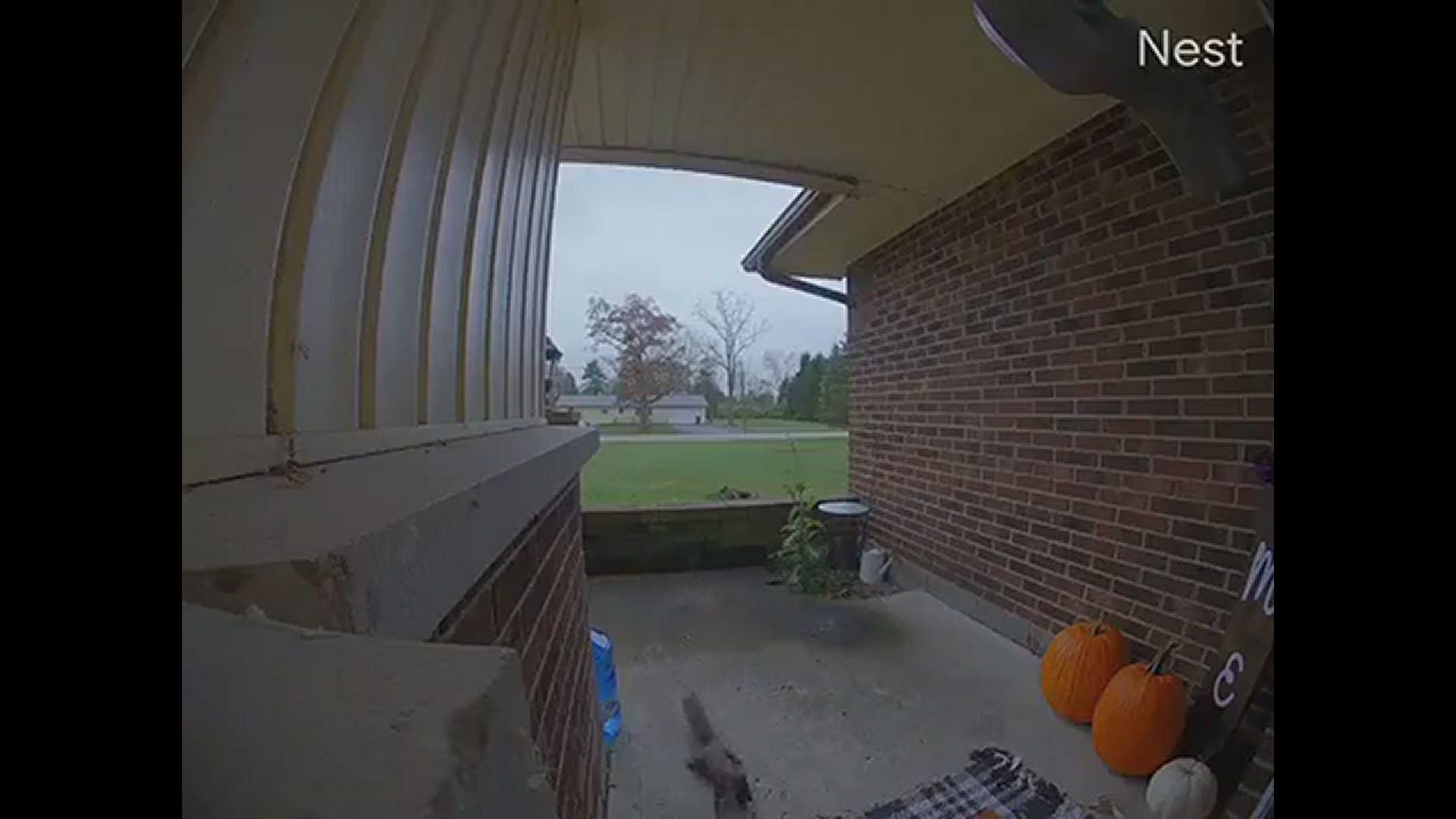 My name is Crystal, my cousin Mark Gabenski sent me this of squirrel knocking and leaving nut.
Credit: Mark Gabenski