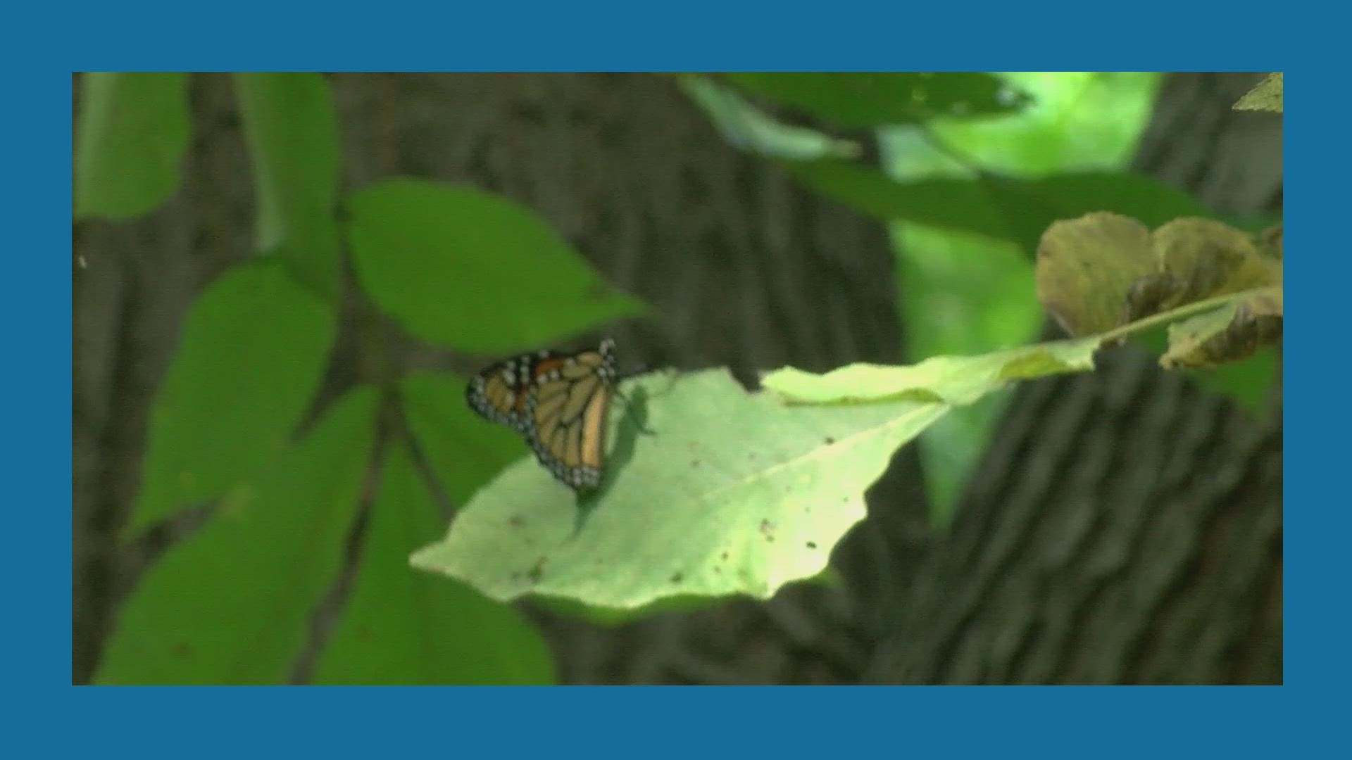 This was the scene at Homecoming Park on Sunday in Wauseon… close to 50 Monarch Butterflies enjoying the cool morning as they migrate to central Mexico.