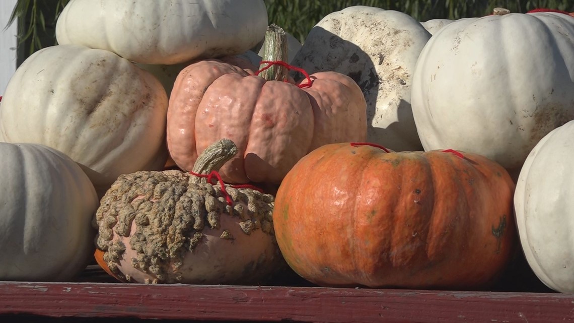 pumpkin patches in lima ohio