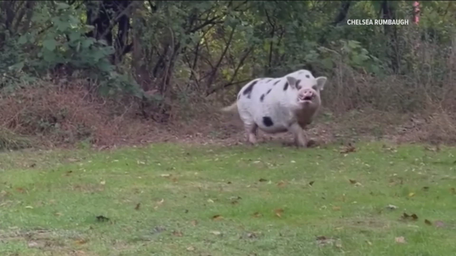 The family is searching for the 190-pound pet pig, Kevin Bacon. "We don't want him to wind up on someone's dinner table."