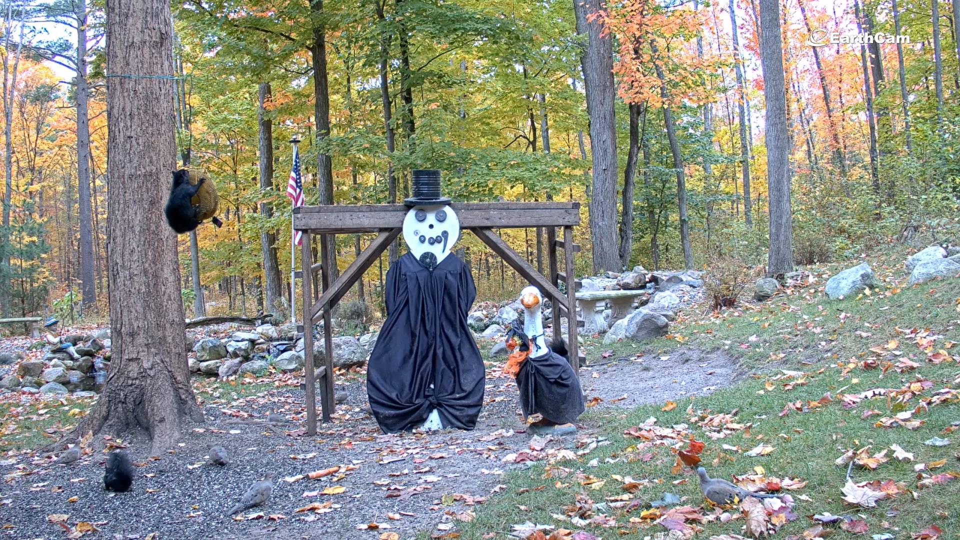 Enjoy these views of woodland creatures having a great autumn day in Gaylord, Michigan.