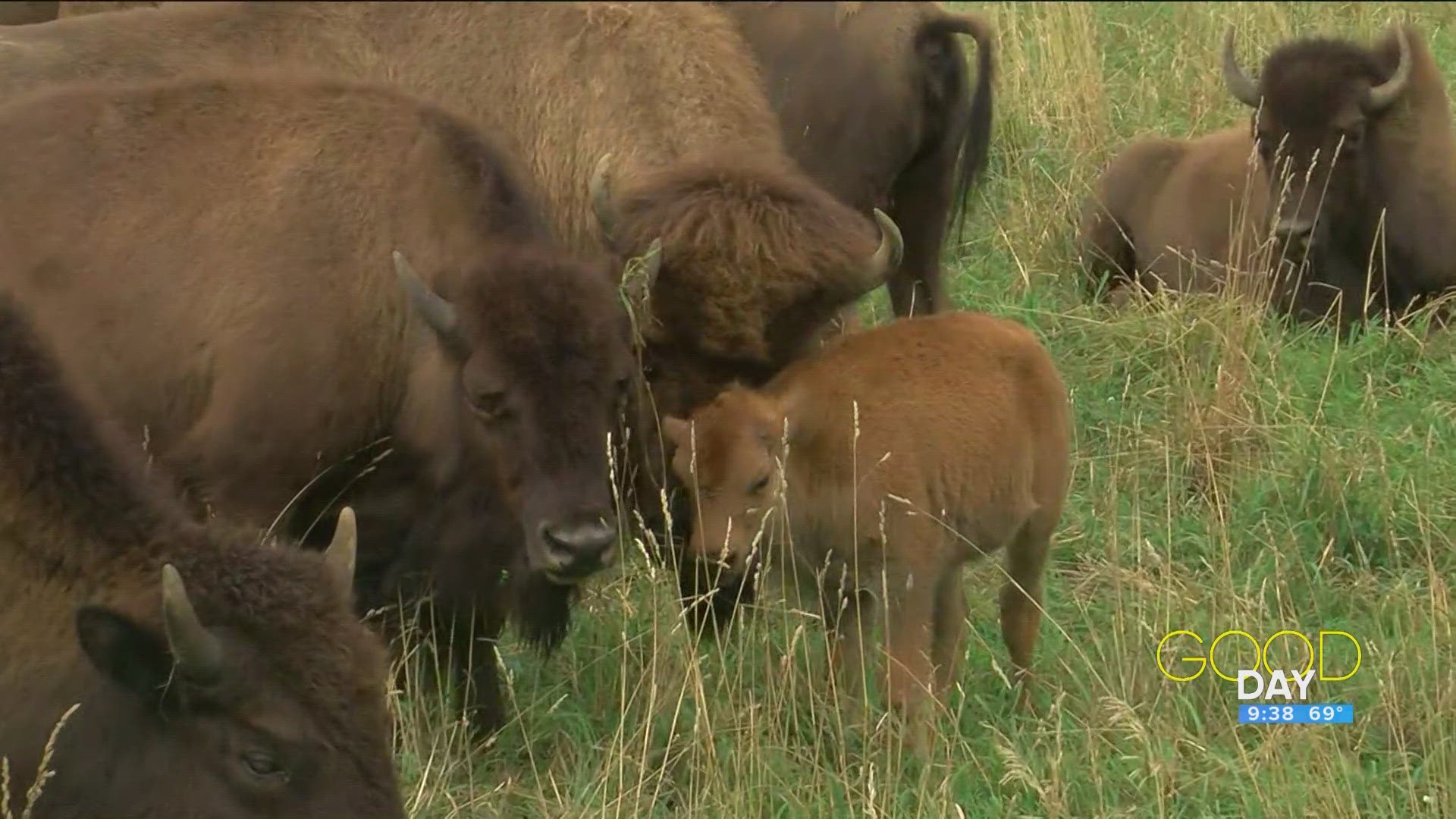 Dozens of bison live at Bracy Gold Bison Ranch in Swanton and you can meet them!