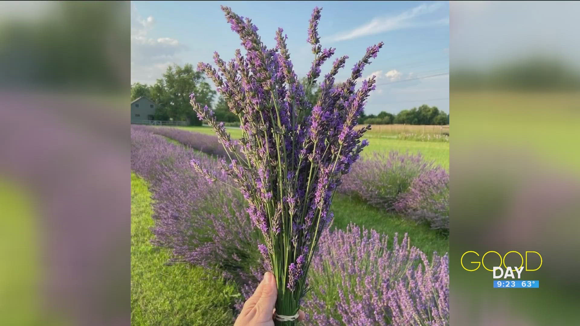 Kylee Wongrowski from the Luckey Road Lavender Farm talks this weekend's festival on Saturday and Sunday from 10 a.m. to 5 p.m.