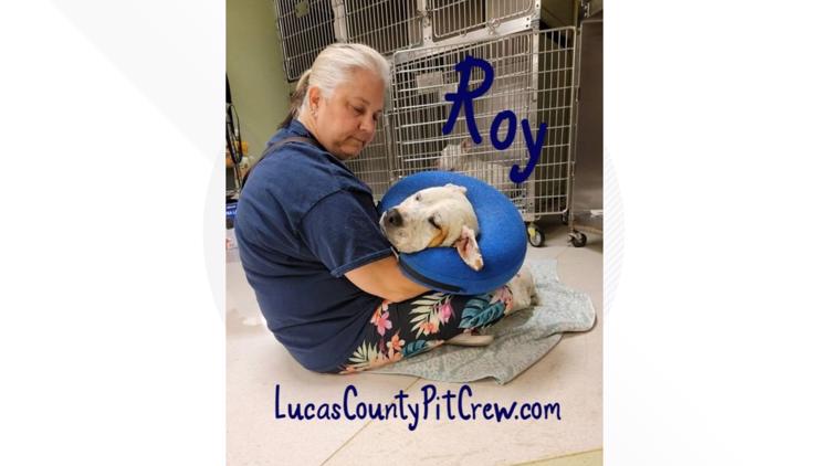 Meet Roy: a resilient pup with a journey to recovery -- and Toledo