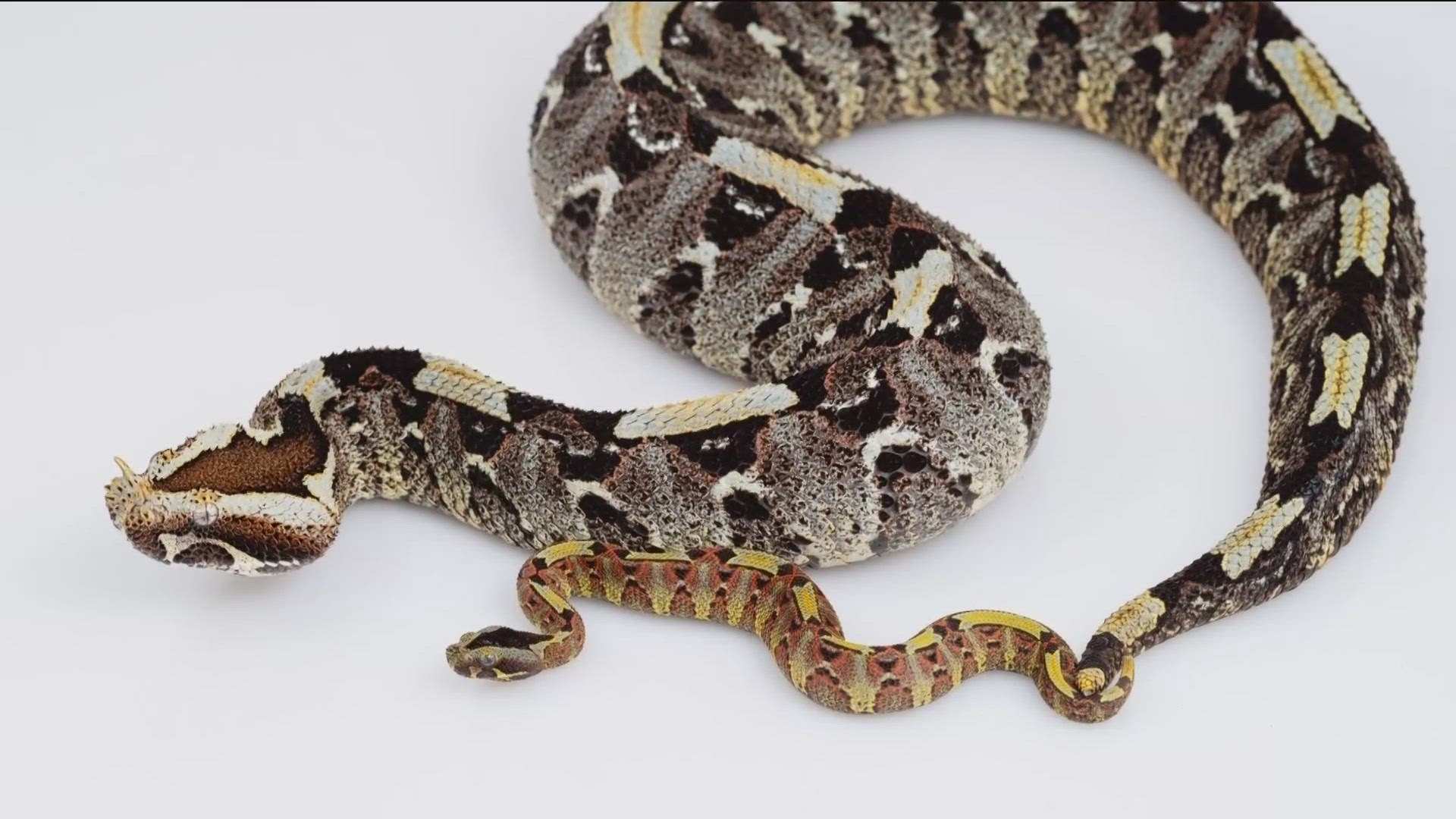 The Toledo Zoo has announced 10 new snakes have been born.