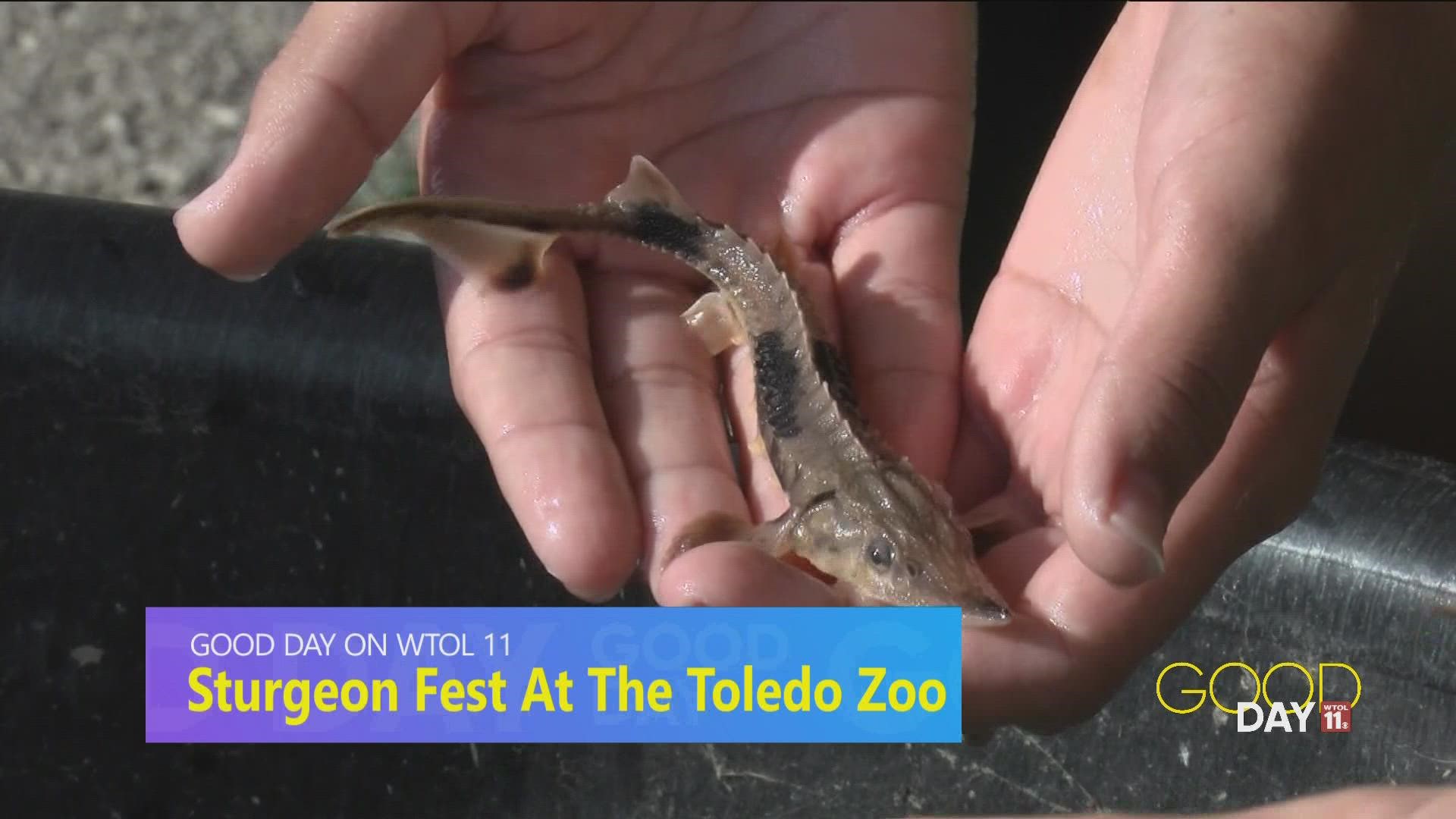 The Toledo Zoo is looking for volunteer to help release sturgeon into the Maumee River. Sturgeon are endangered, but crucial to the Lake Erie watershed ecosystem.
