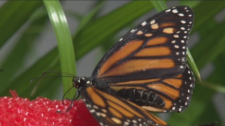 Butterfly House at Wheeler Farms preparing for grand reopening