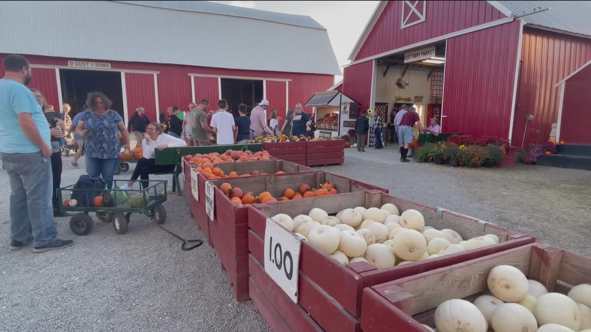 Our Madelyne Watkins is at Gust Brother's Pumpkin Farm as they gear up for their final weekend before Halloween.