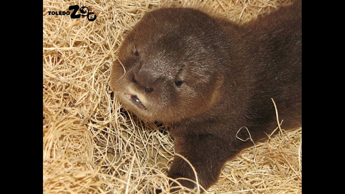 Twin spotted-necked otter pups born at Toledo Zoo | wtol.com