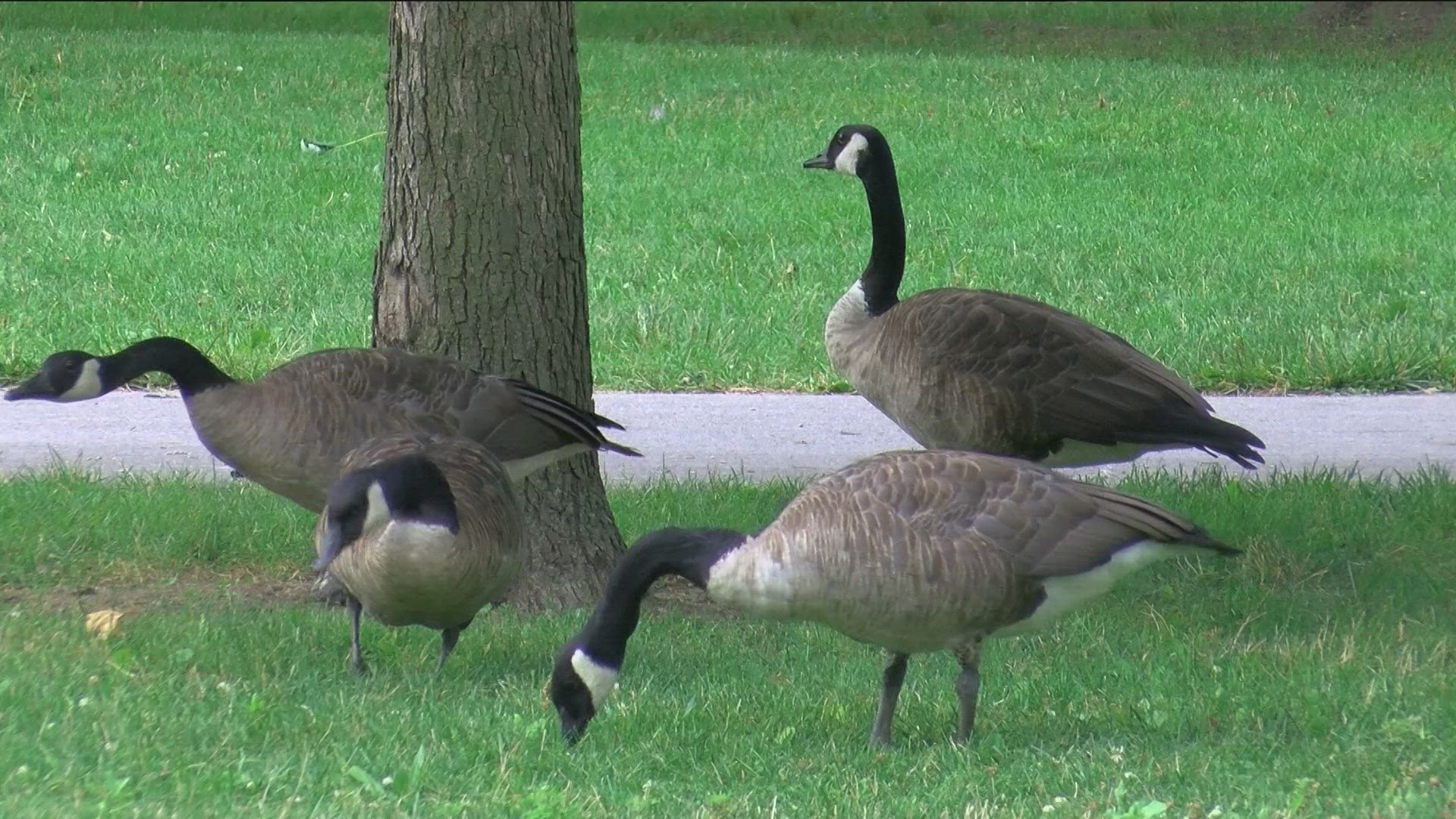 The Ohio Division of Wildlife is investigating the string of dart-related injuries at Riverside City Park in Findlay.