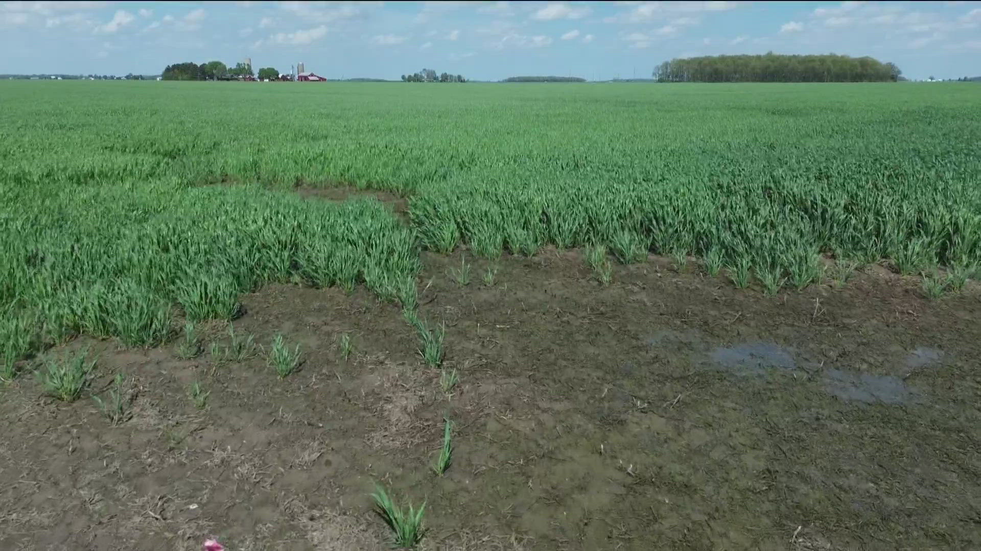 As of this week, just 6% of Ohio's corn crops are in the ground.