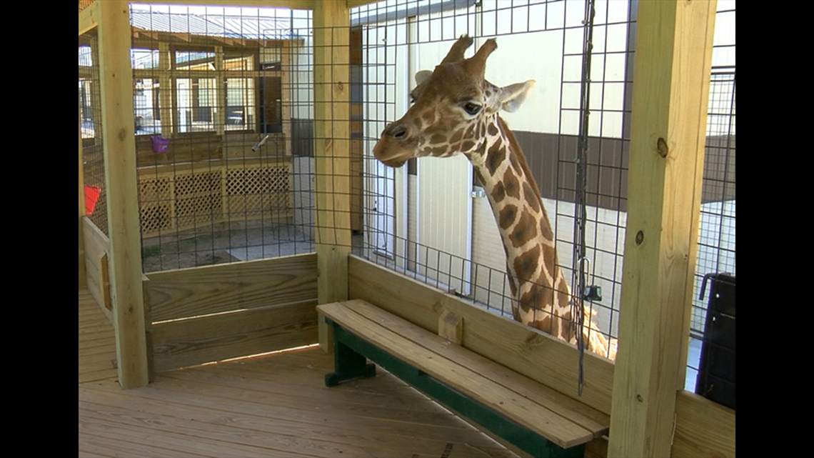 Giraffe Calf Dies After Birth At Port Clinton S Watering Hole Safari Wtol Com