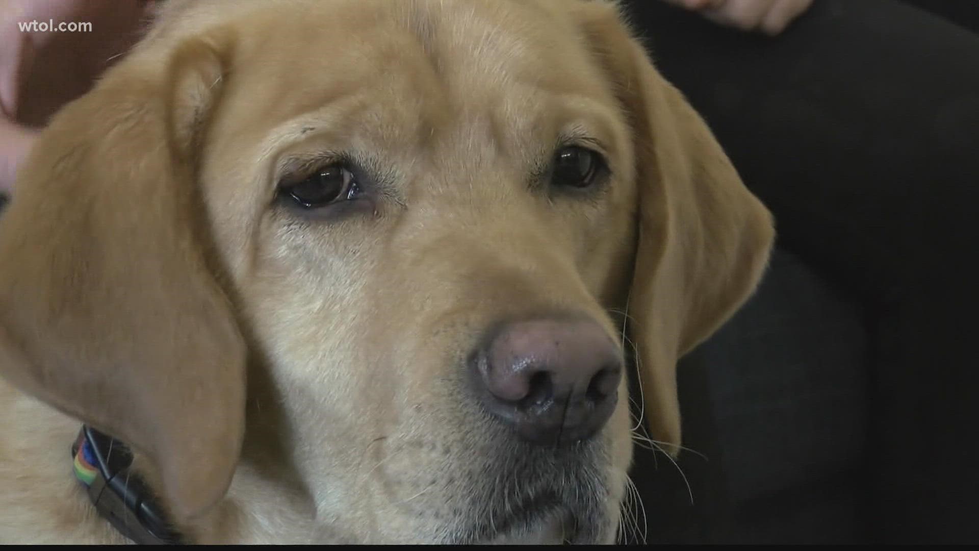 A therapy dog named Maize has been part of the Sylvania Schools family for three years. Now, students want to help make sure more dogs like Maize can improve lives.