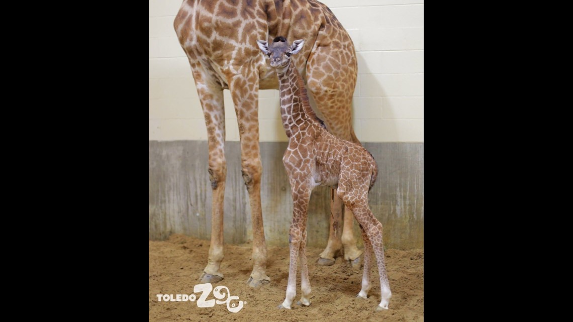 Toledo Zoo welcomes tiger cubs, baby giraffes