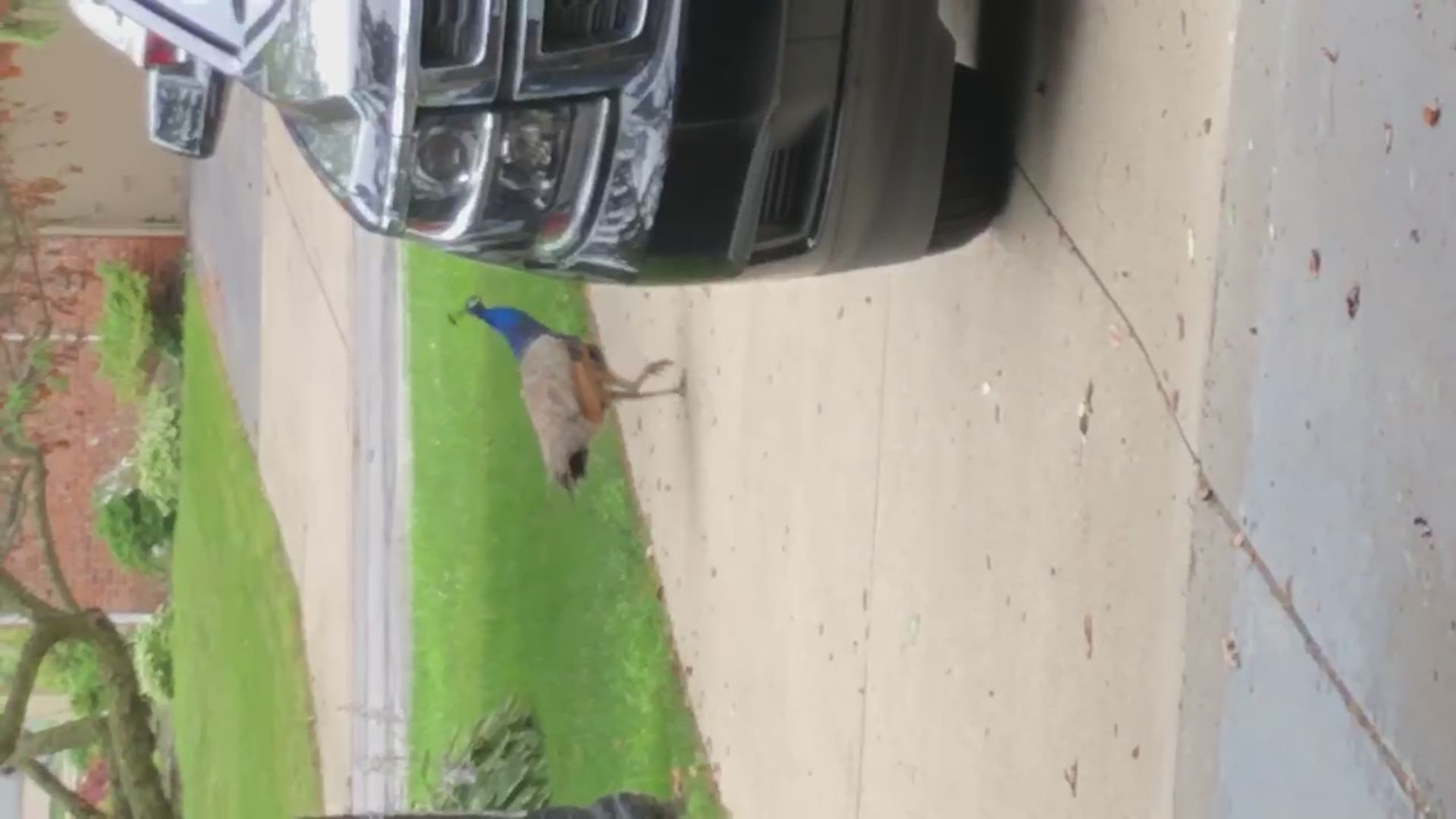 Police have been getting reports of a peacock being seen around town. If anyone is missing the bird, they ask that person to contact them.