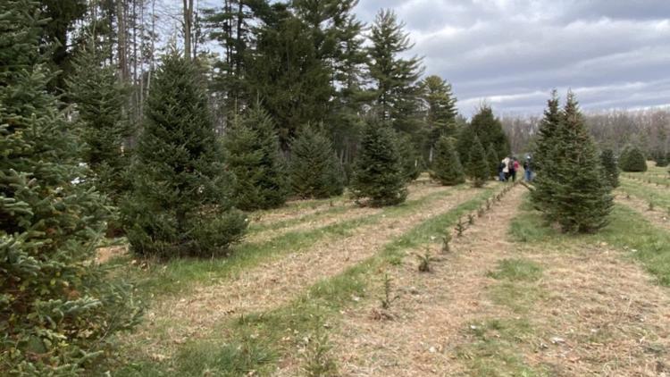 Families head to Christmas tree farms for day after Thanksgiving tradition