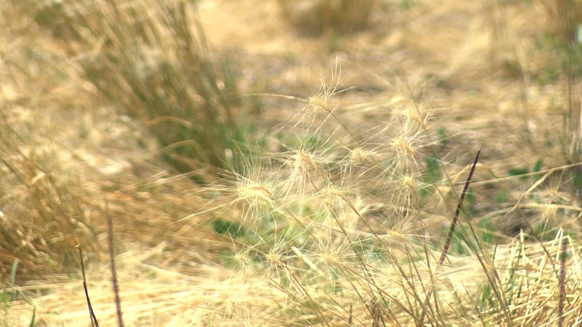 Perrysburg field causing issues for residents and pets, foxtail - Vimarsana News