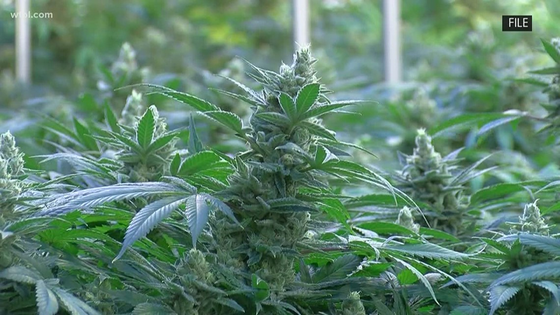 Delta votes to ban medical marijuana until at least May 2022 - Vimarsana News