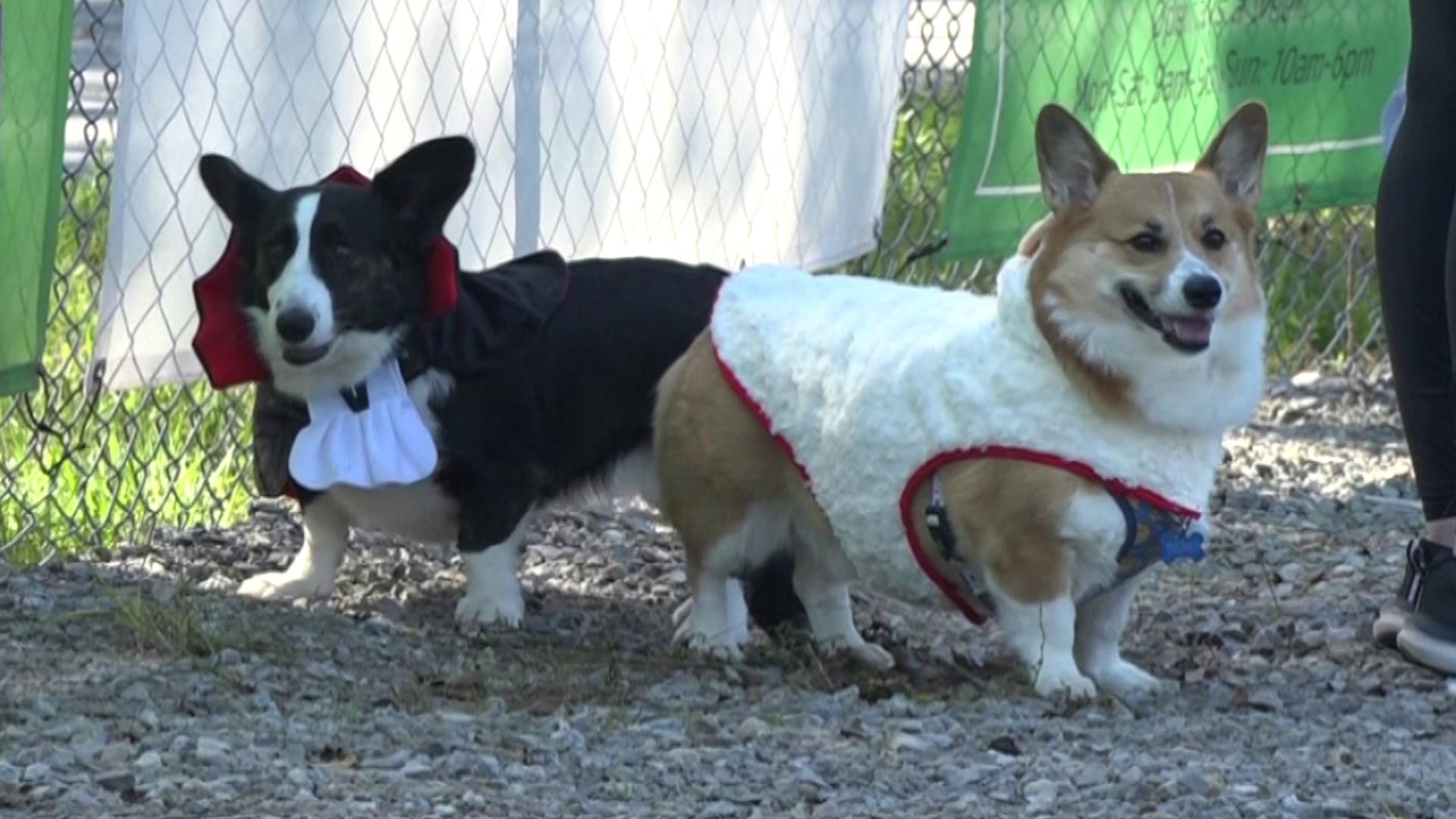 Corgi Races Running Democrat in Ohio governor's race pushes back against unattributed ad ...