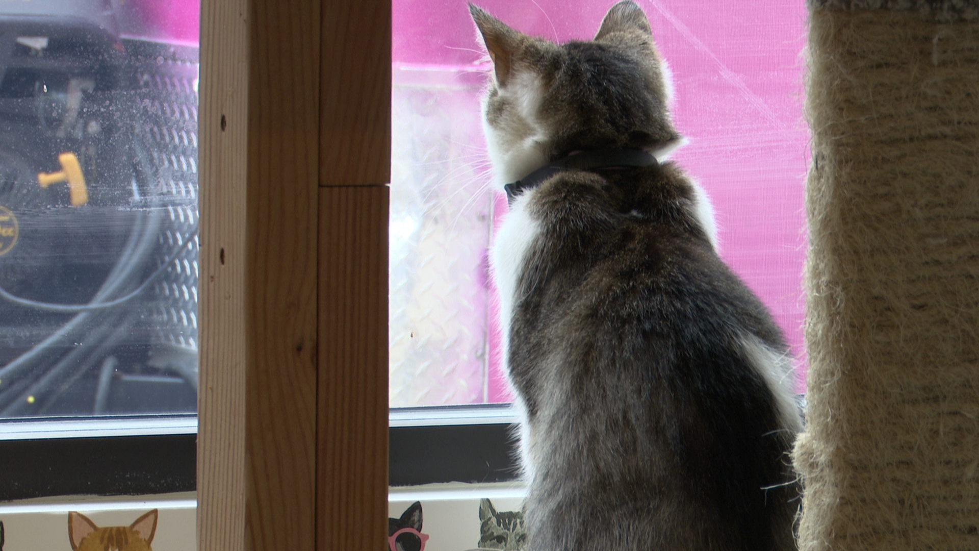 Ruby Cats Café has already adopted out almost 30 cats since their soft opening in January. 