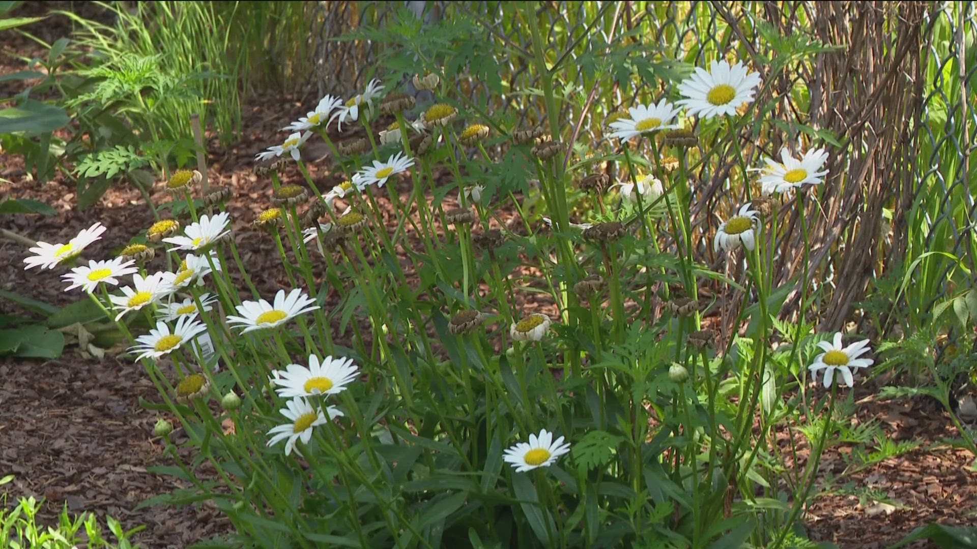 Hawkins STEM Academy was recognized by the Ohio Department of Natural Resources and a national project for their efforts in protecting a local species.