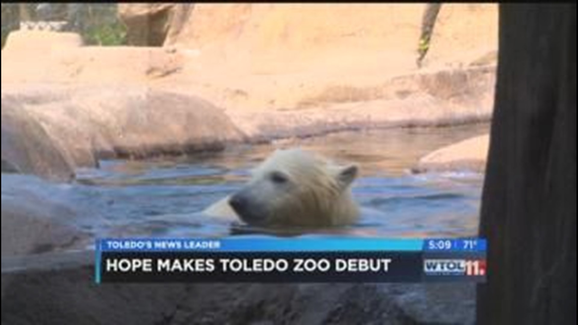 Toledo Zoo's polar bear cub makes public debut