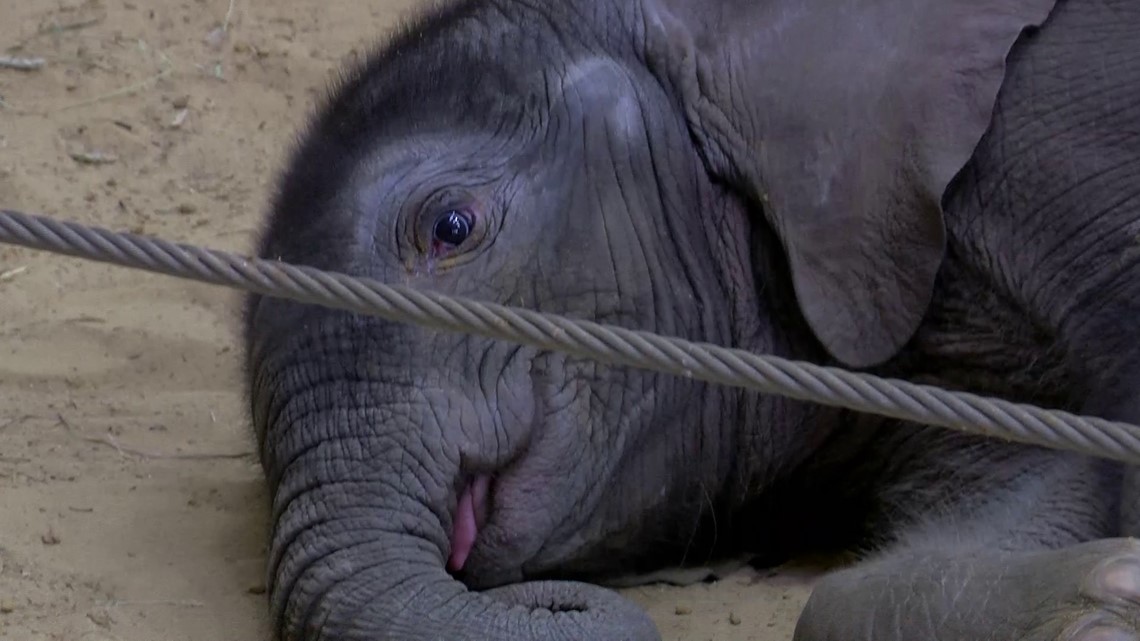 Toledo Zoo says elephant calf was born in mid-February | wtol.com