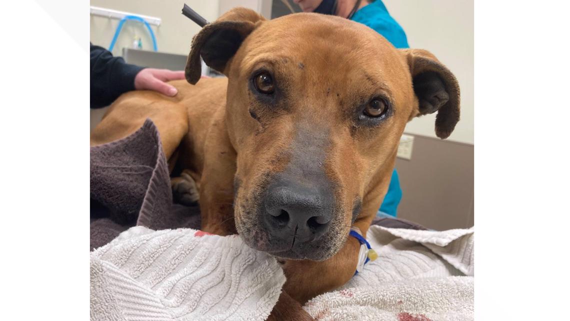 Dog shot in neck, shoulder with arrow, found in central Toledo 