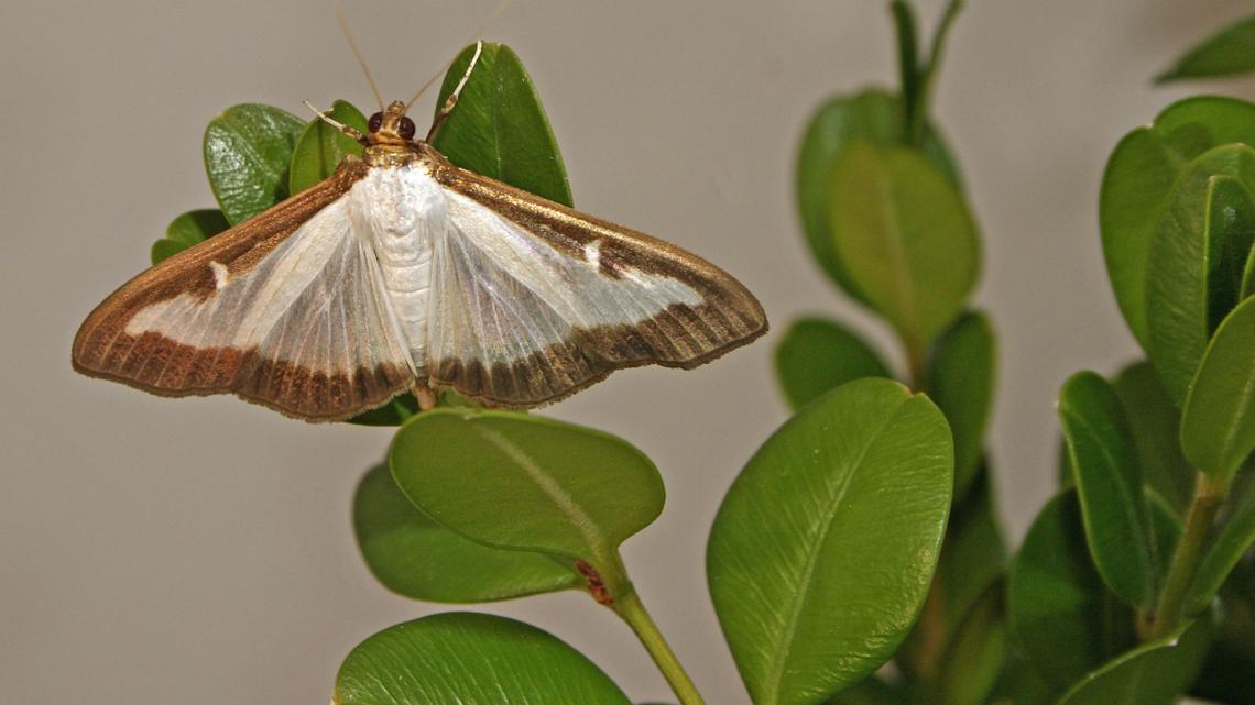 Invasive moth threatens boxwoods in northwest Ohio