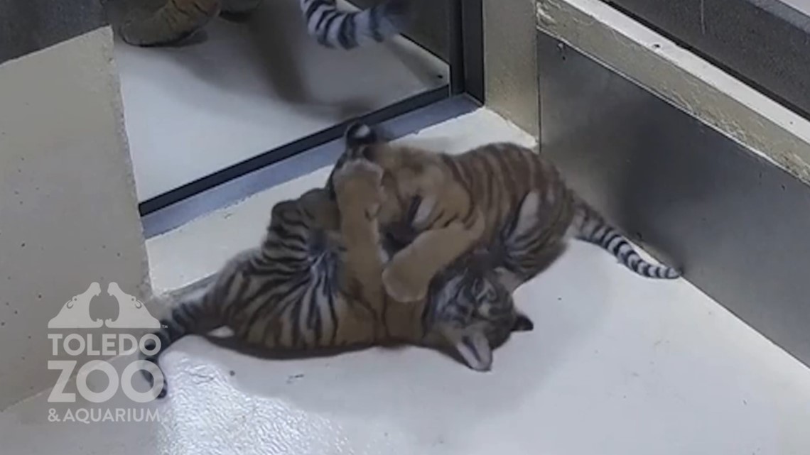 Newborn Brother And Sister Tiger Cubs Introduced At The San Diego Zoo