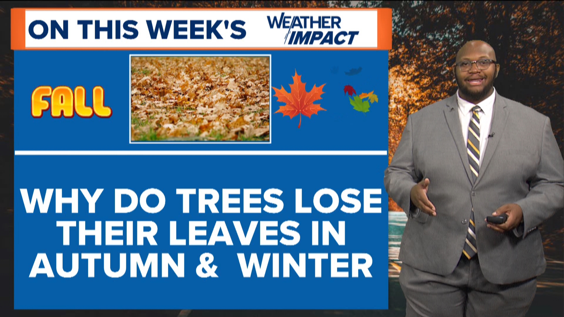 Are you tired of raking leaves yet? In this week's WTOL 11 Weather Impact, meteorologist Matt Willoughby breaks down why trees lose their leaves as it gets cooler.