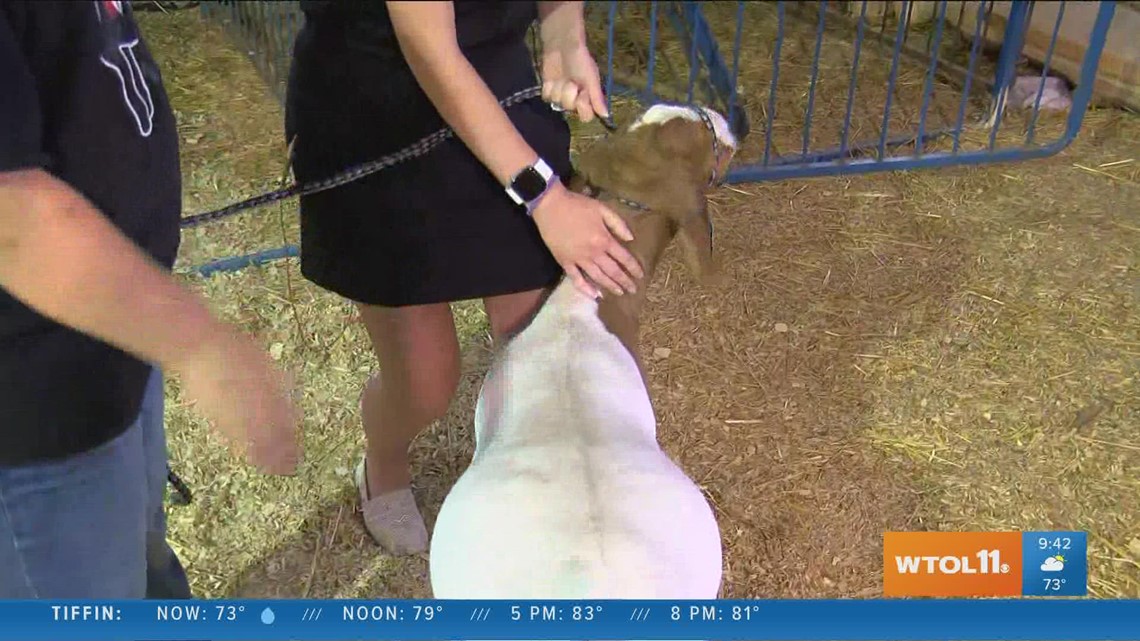 Wood County Fair: how to show a goat