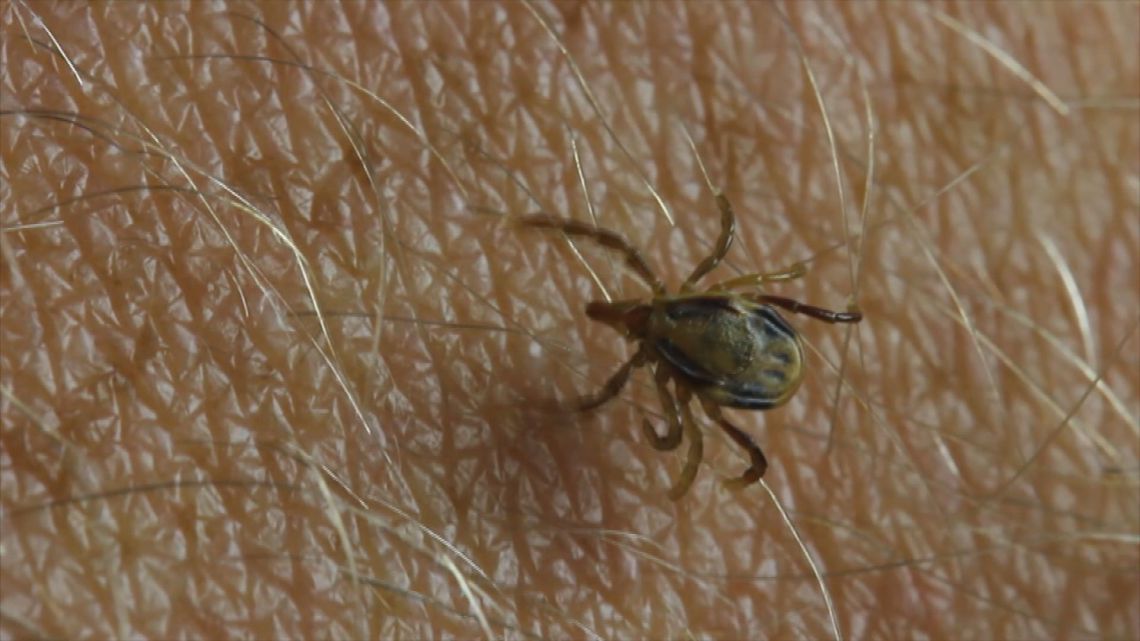 Tick season has begun in northwest Ohio. Here's what to know