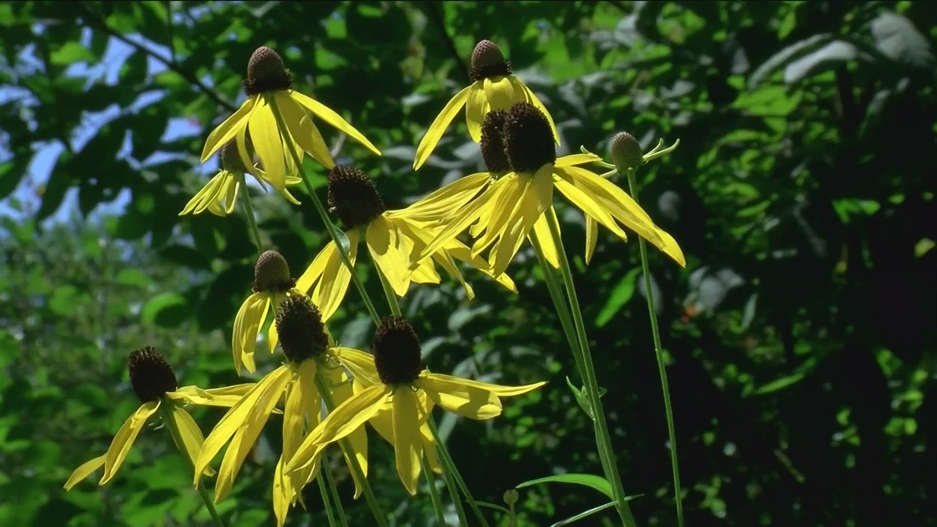 A spokesperson for Metroparks Toledo says it is beginning to be prime time for the park system.