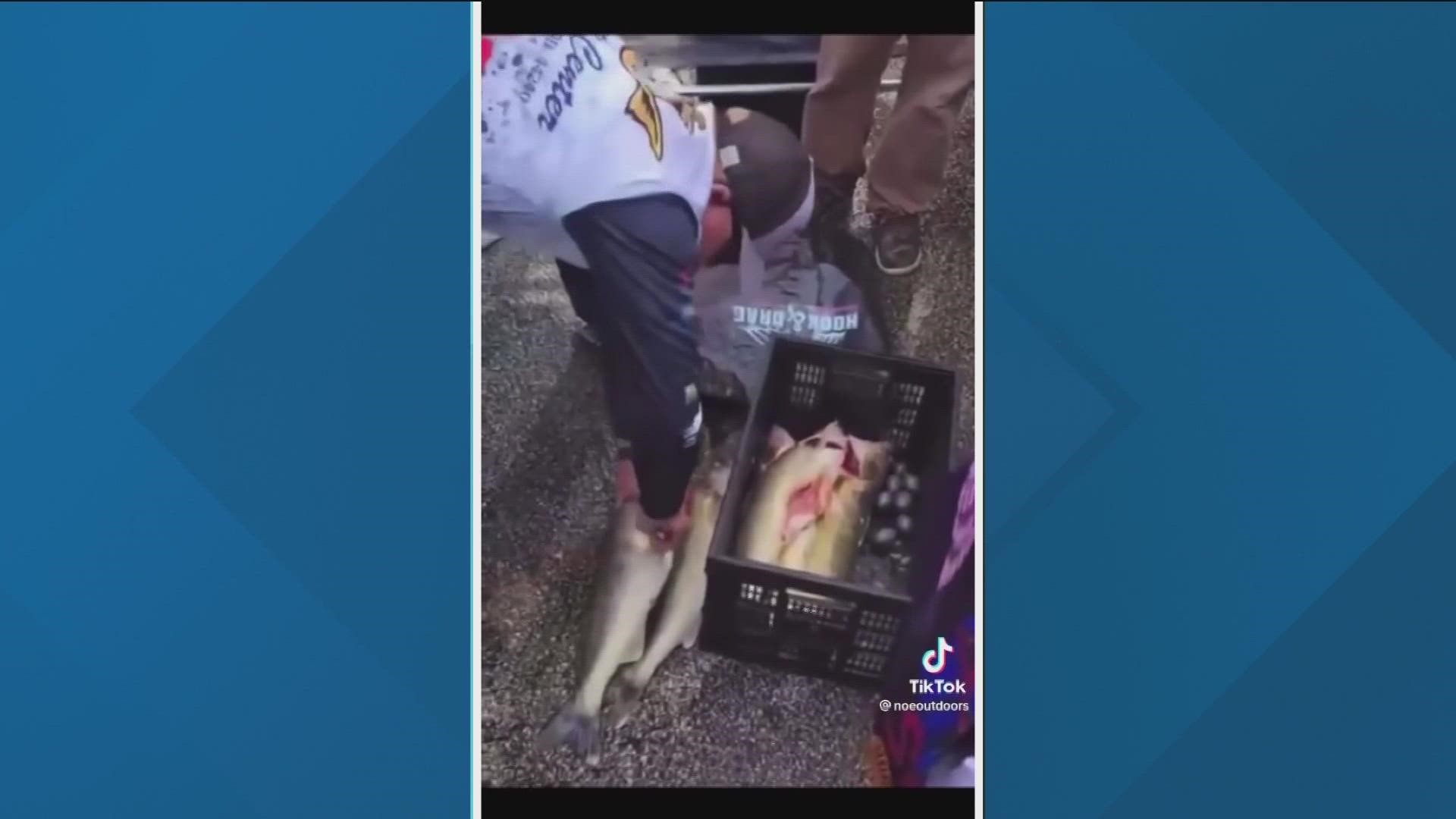 A viral video shows walleye sliced open and lead weights being pulled out of the winning fish.