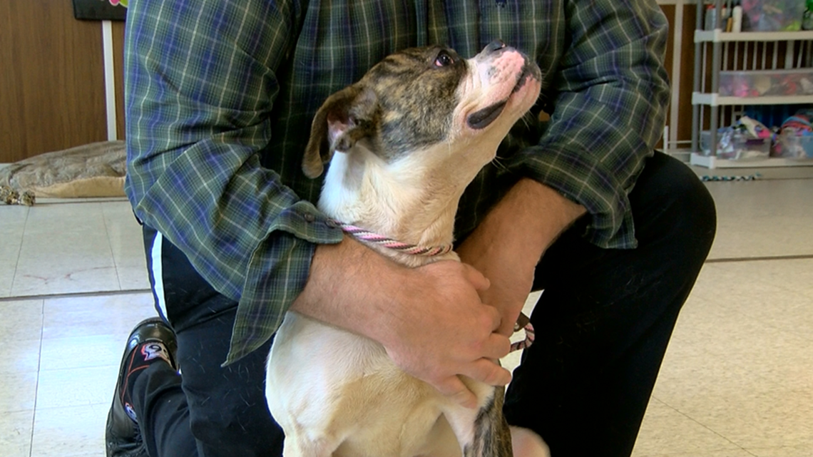 How to keep pets calm during fireworks