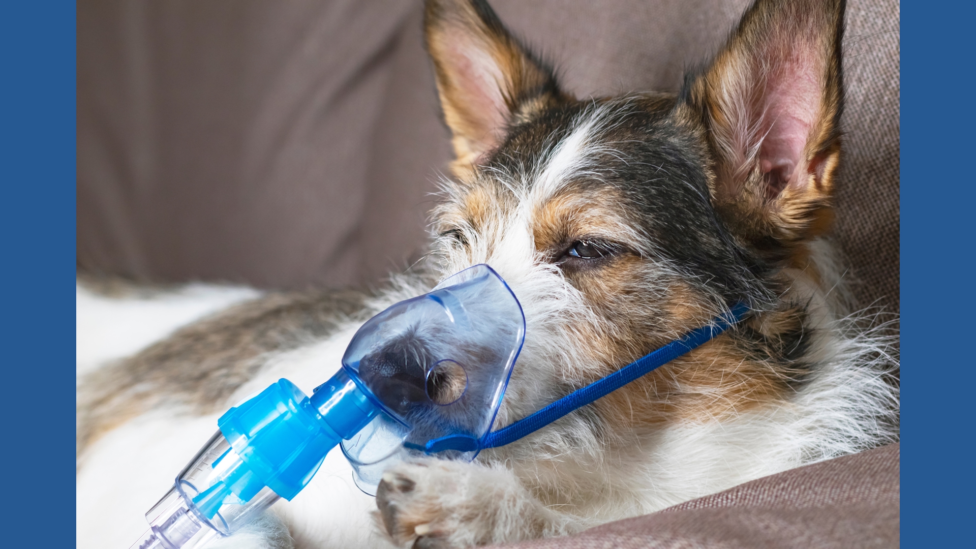 Pet oxygen mask kits now equipped by the Perrysburg Fire Department