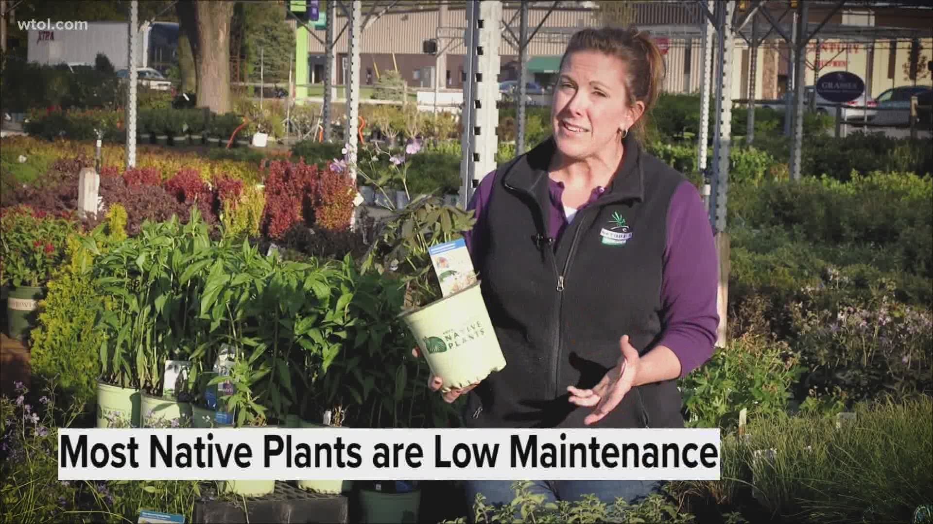 Jenny Amstutz with Nature's Corner gives you tips to add native plants to the 419 to your garden.
