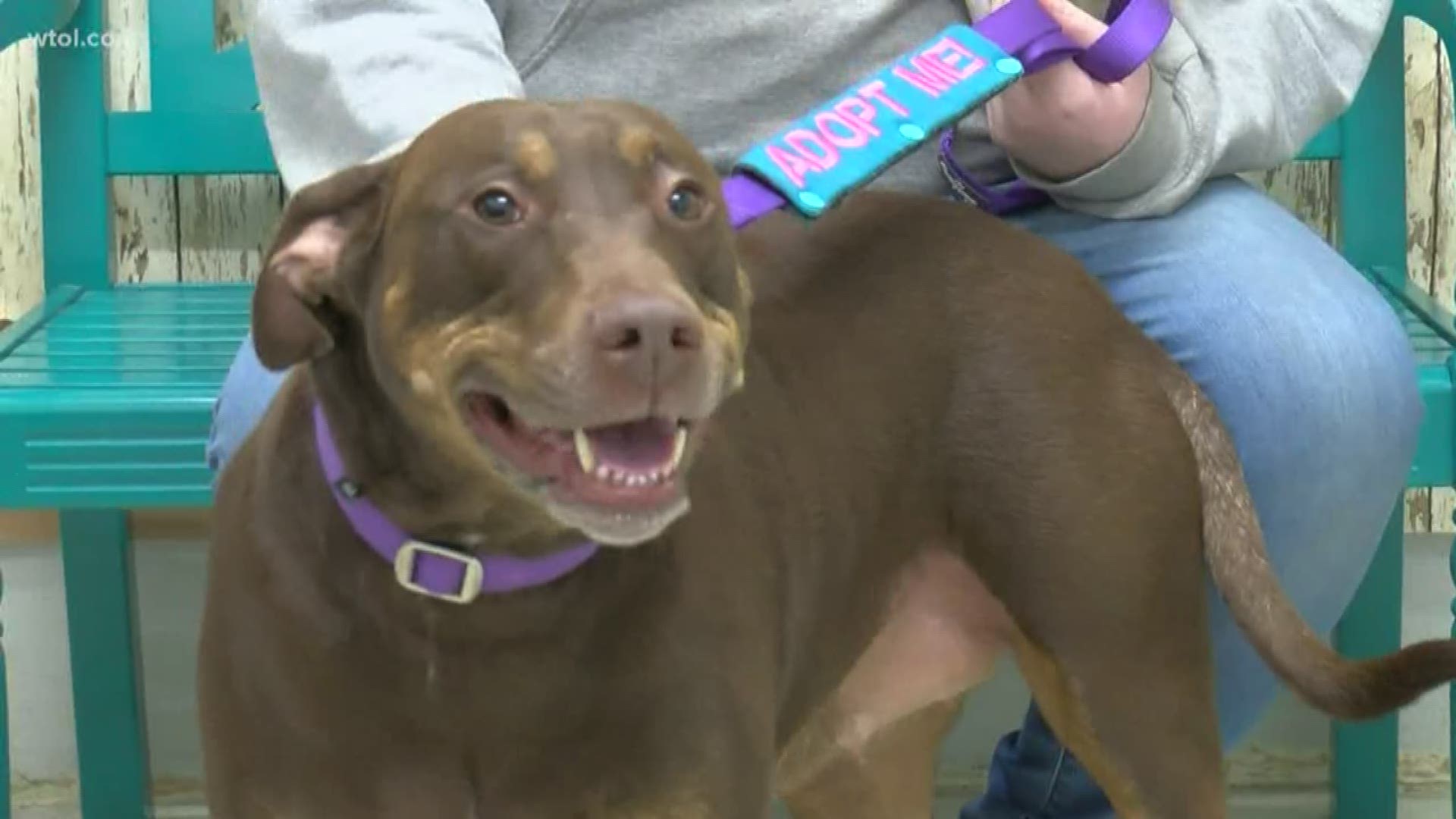 Volunteers are hoping to find her a home before the end of the week and clear the shelter.