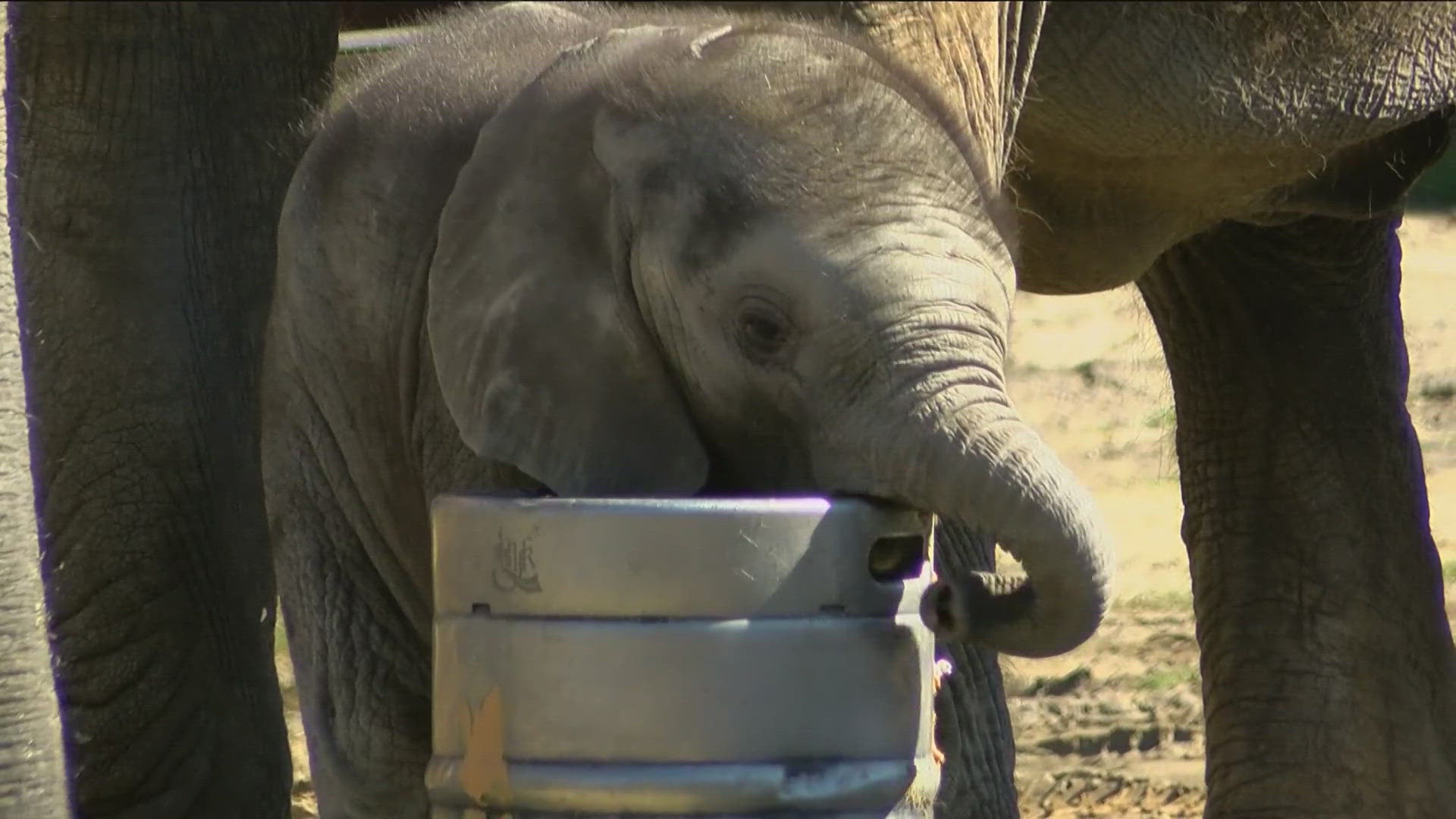The Toledo Zoo announced that baby elephant Kirk is actually a girl, not a boy like it previously believed.