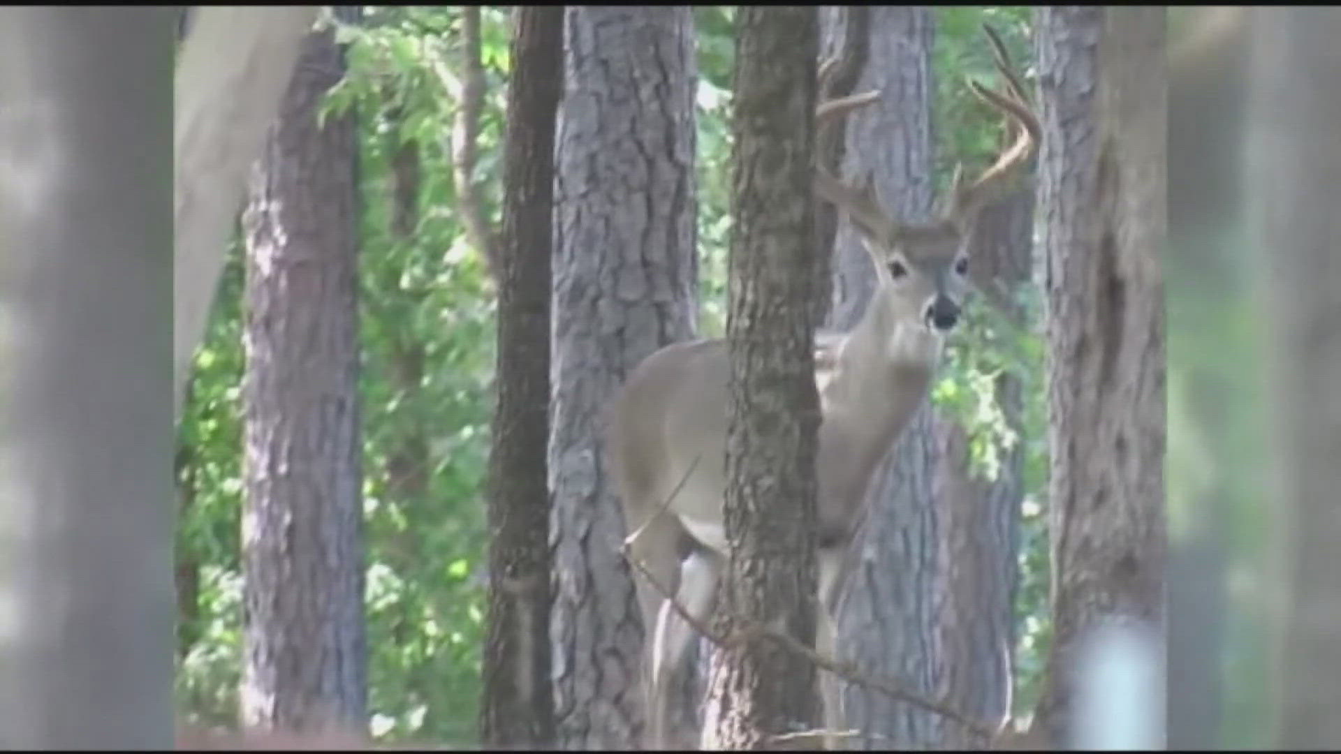 AAA warning of increase in crashes involving deer during fall