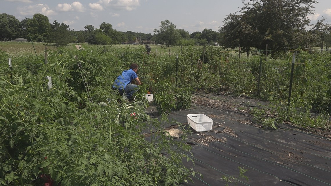 ProMedica grows fruit, veggies for Adrian community at hospital - Vimarsana News