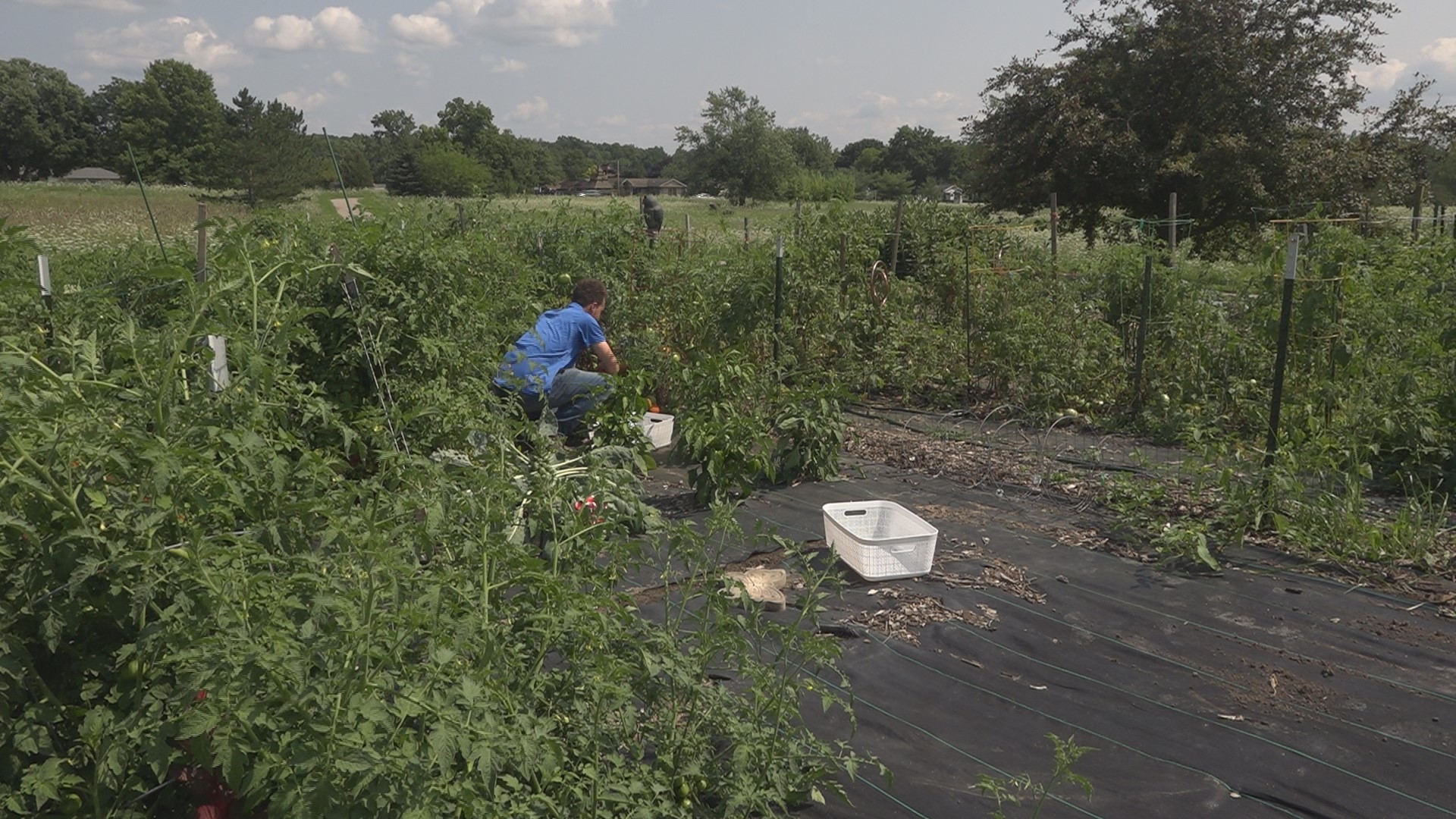 The health care system has a three-acre farm at the Hickman Hospital campus in Adrian, Mich., where it grows fresh fruit and vegetables for the community.