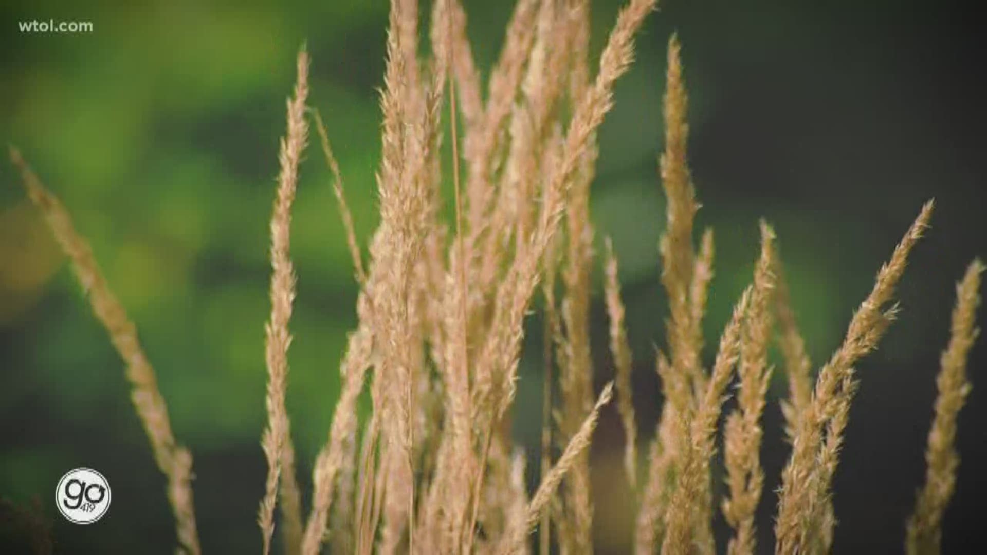 Jenny Amstutz from Nature's Corner explains the best practices for growing your grass through fall and winter.