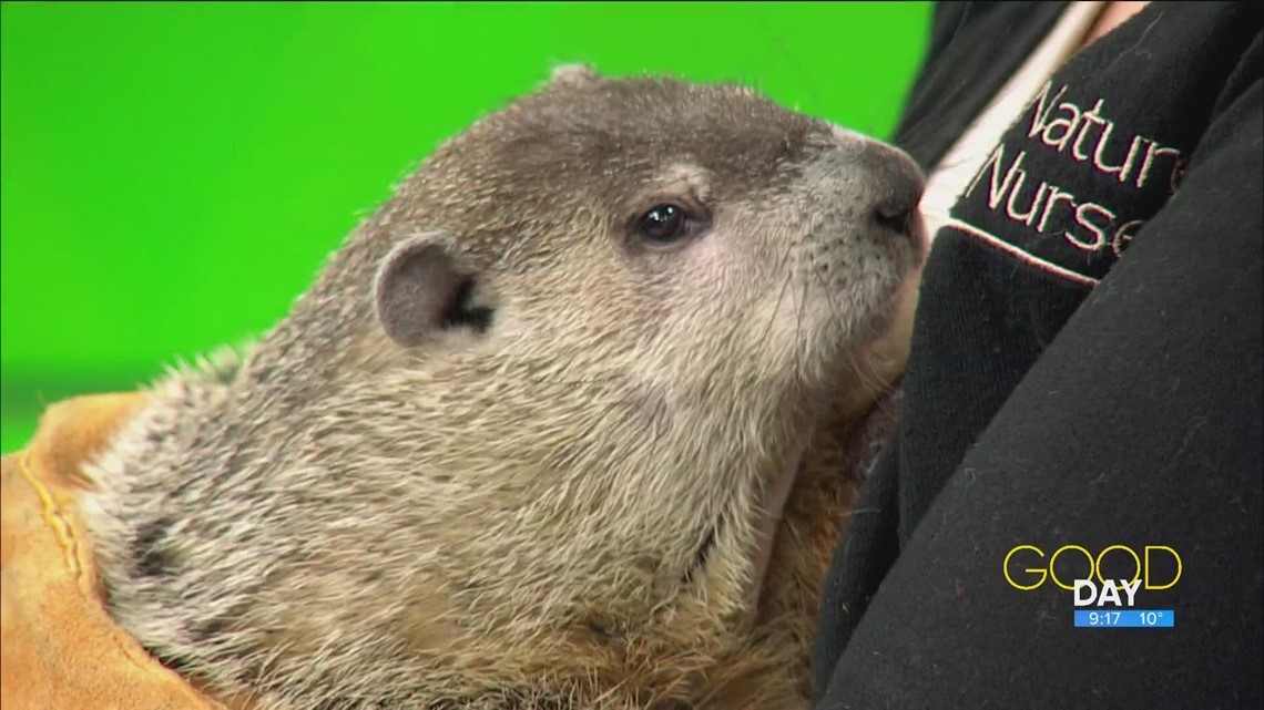 Six more weeks of winter? Name Nature's Nursery's newest groundhog | Good Day on WTOL 11