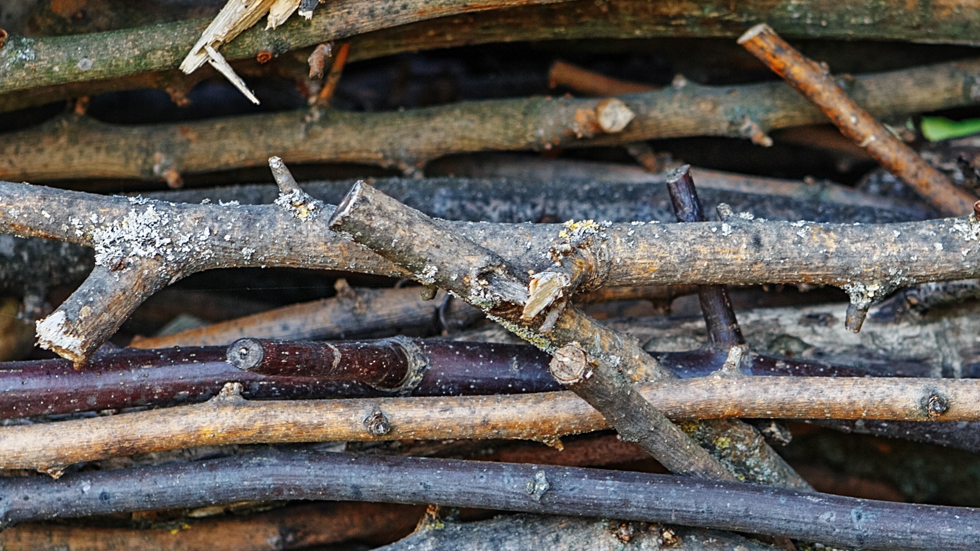 Sylvania Twp. holding leaf and brush pickup this week