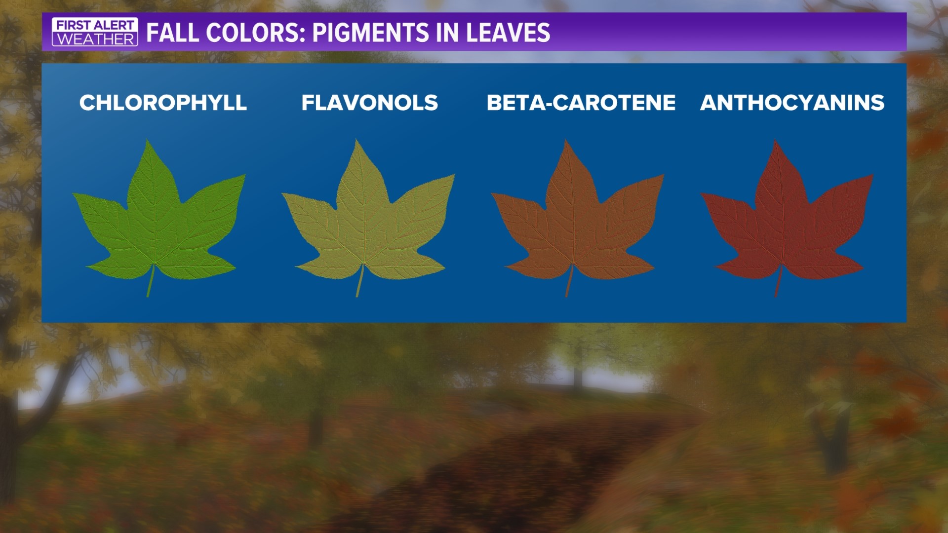 How does global climate change affect fall leaves and colors? | wtol.com